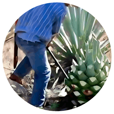Corte mezcal